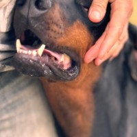 Photo of Ms A Von Dobermann