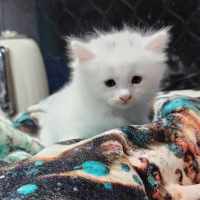 Photo of Aisha