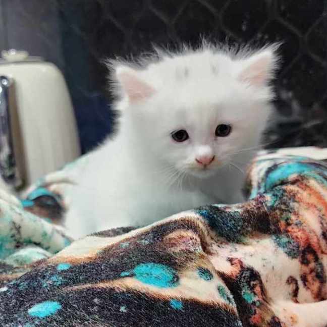 Photo of Aisha
