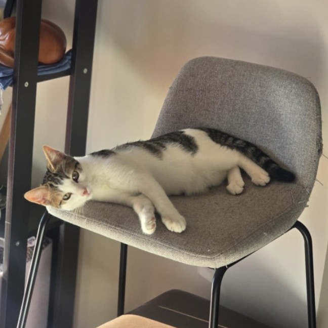 Photo of Meowcolm ** 2nd Chance Cat Rescue **
