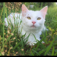 Photo of Nala