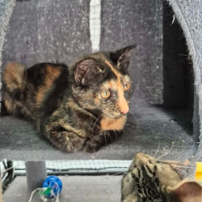 Photo of Opal **2nd Chance Cat Rescue**