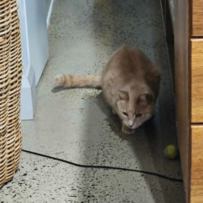 Photo of Tigger ** 2nd Chance Cat Rescue**