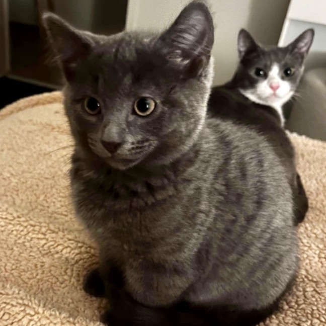 Photo of Ivy & Toothless 