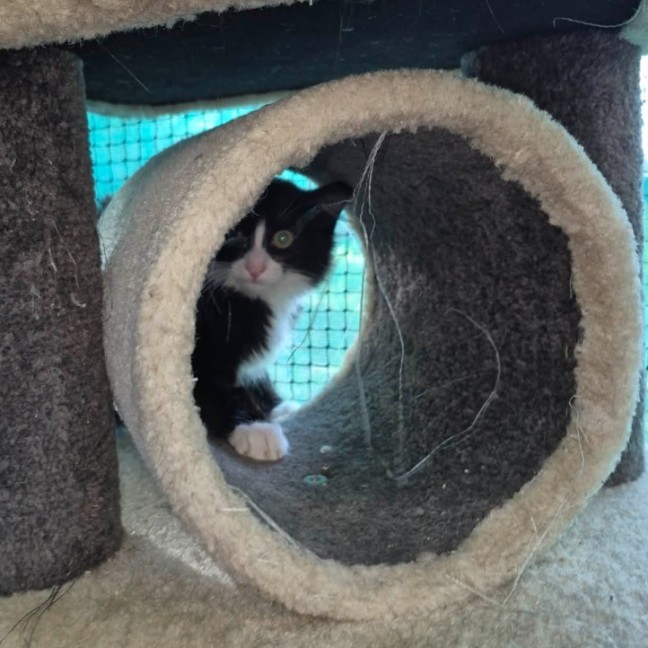 Photo of Yuto ** 2nd Chance Cat Rescue **