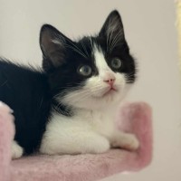 Photo of 🤍 Koa 🤍