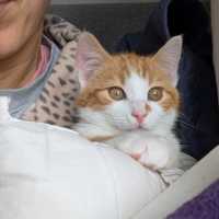 Photo of Humphrey
