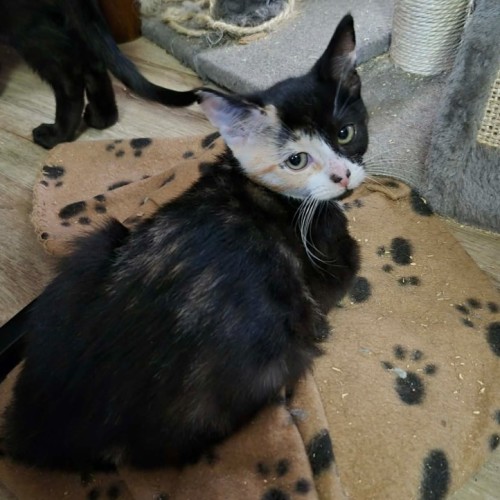 Phantom ** 2nd Chance Cat Rescue ** - Domestic Short Hair (DSH) Cat