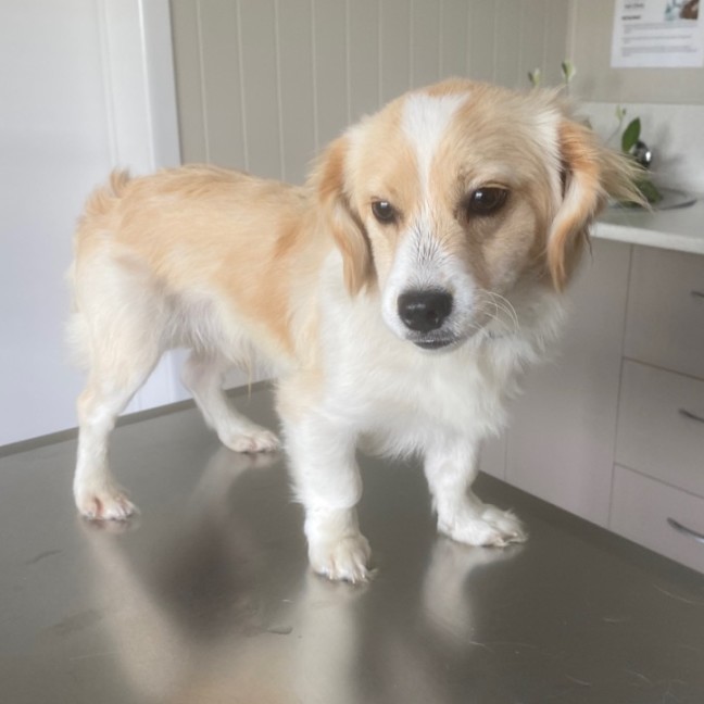 Photo of Milo 