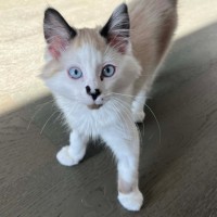 Photo of Pebble 💕