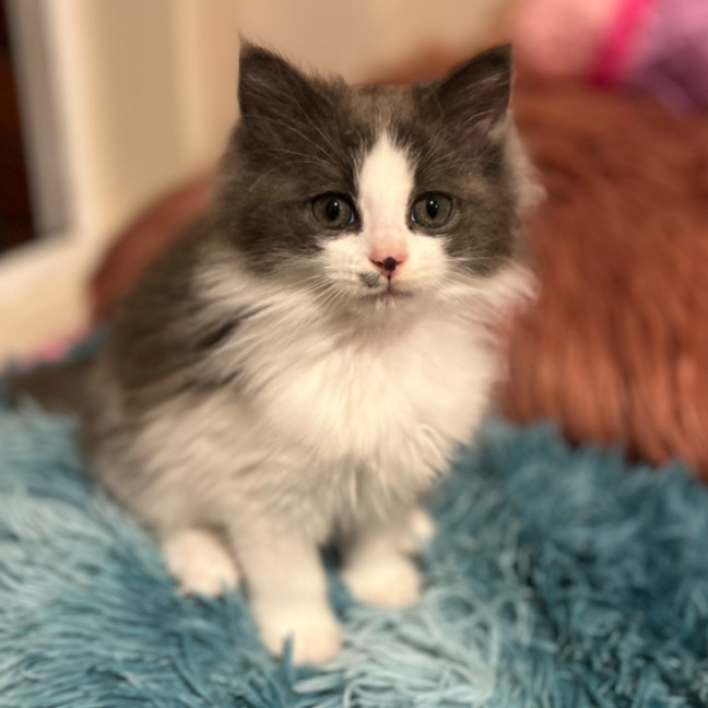 Photo of Dill Pickle