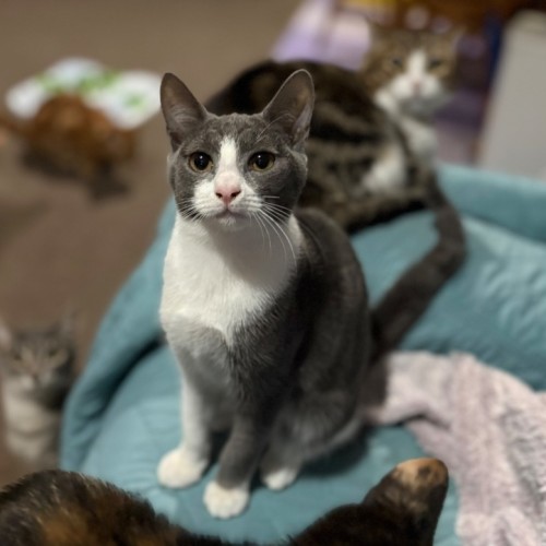 Harley Quinn **2nd Chance Cat Rescue** - Domestic Short Hair (DSH) Cat
