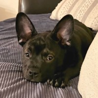 Photo of Ottie