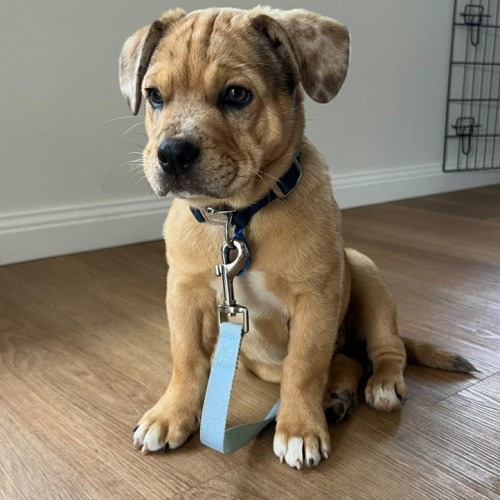 Squish - French Bulldog x Australian Shepherd Dog