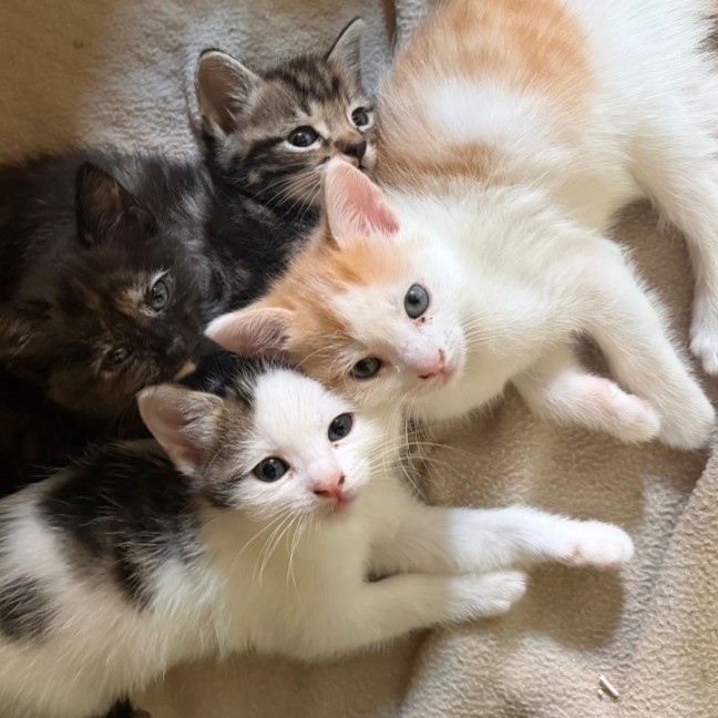 Photo of Island Kittens