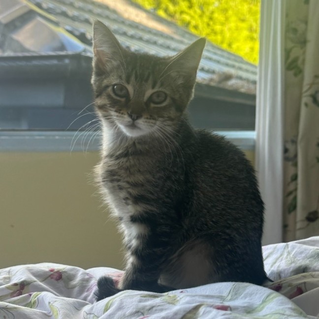 Photo of Muffin
