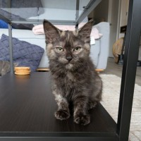 Photo of Soot Sprite 