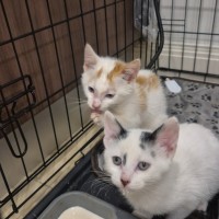 Photo of Yin And Yang