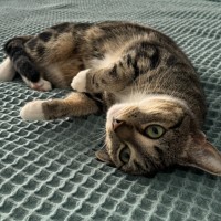 Photo of Kitty