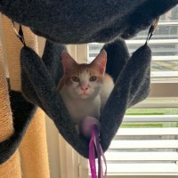 Photo of Banjo