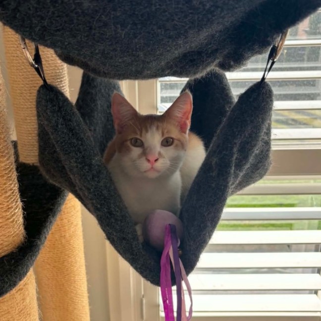 Photo of Banjo