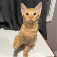 Photo of Louie