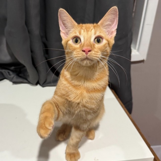 Photo of Louie