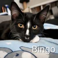 Photo of Bluey & Bingo 