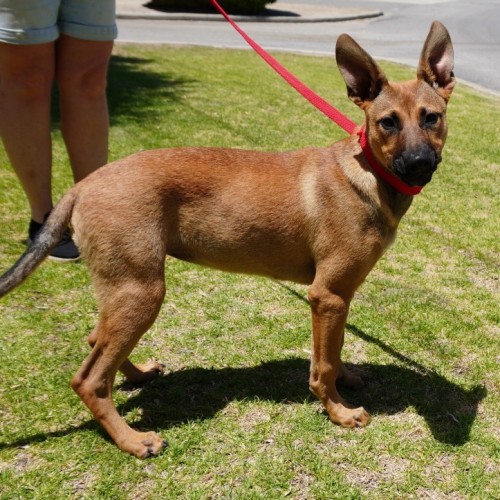 Caris - Mixed breed Dog