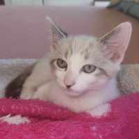Photo of Katnip
