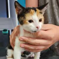 Photo of Rose