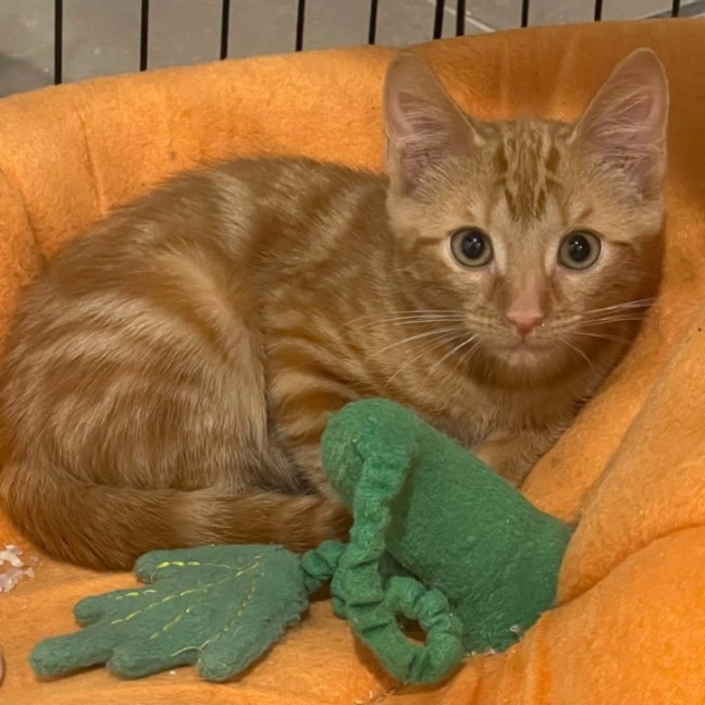 Photo of Phoenix
