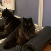 Photo of Ji Ji 🐈‍⬛