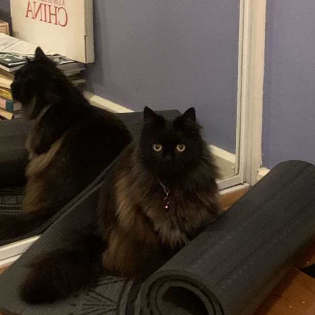 Photo of Ji Ji 🐈‍⬛