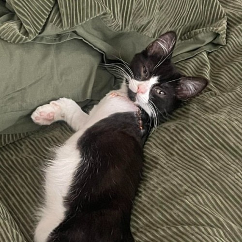 Tayra the Tiny Tripod Tuxie - Domestic Short Hair (DSH) Cat