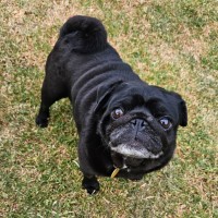 Photo of Dimple & Freckle