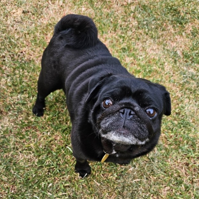 Photo of Dimple & Freckle