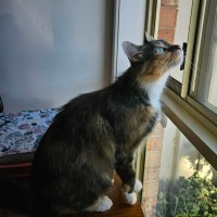 Photo of Mary ** 2nd Chance Cat Rescue **