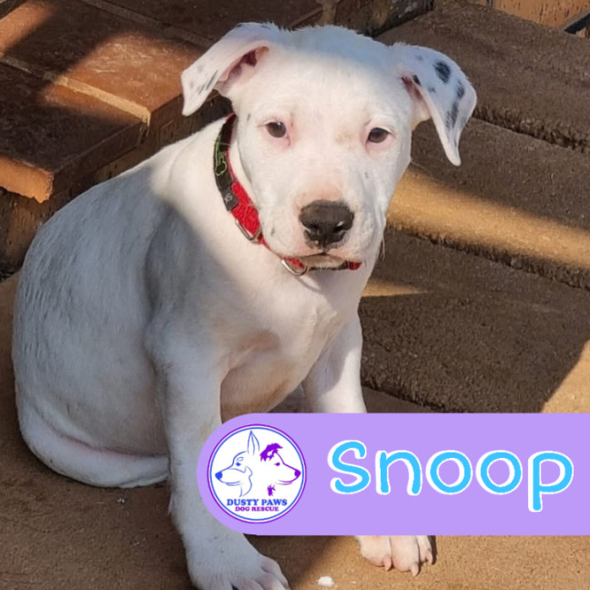 Photo of Snoop