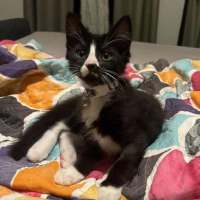 Photo of Pepe Le Pew