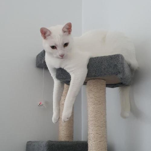 Kit - Domestic Short Hair (DSH) Cat