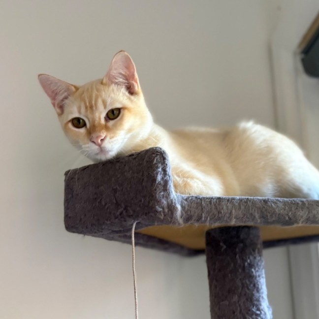 Photo of Luca 🐈🐈🥰