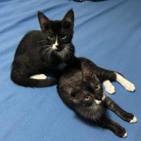 Photo of Felix And Socks