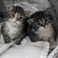 Photo of Fester & Gomez (Located In Wantirna South)