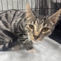 Photo of Clarabelle 