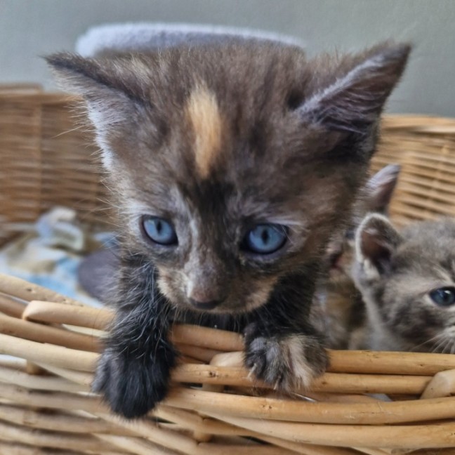 Photo of Tassie Devil 