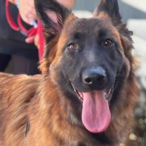 Scarlet - German Shepherd Dog
