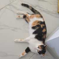 Photo of Mia Calico
