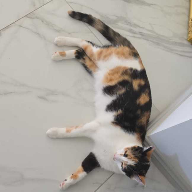 Photo of Mia Calico