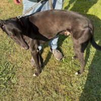 Photo of Bohdi